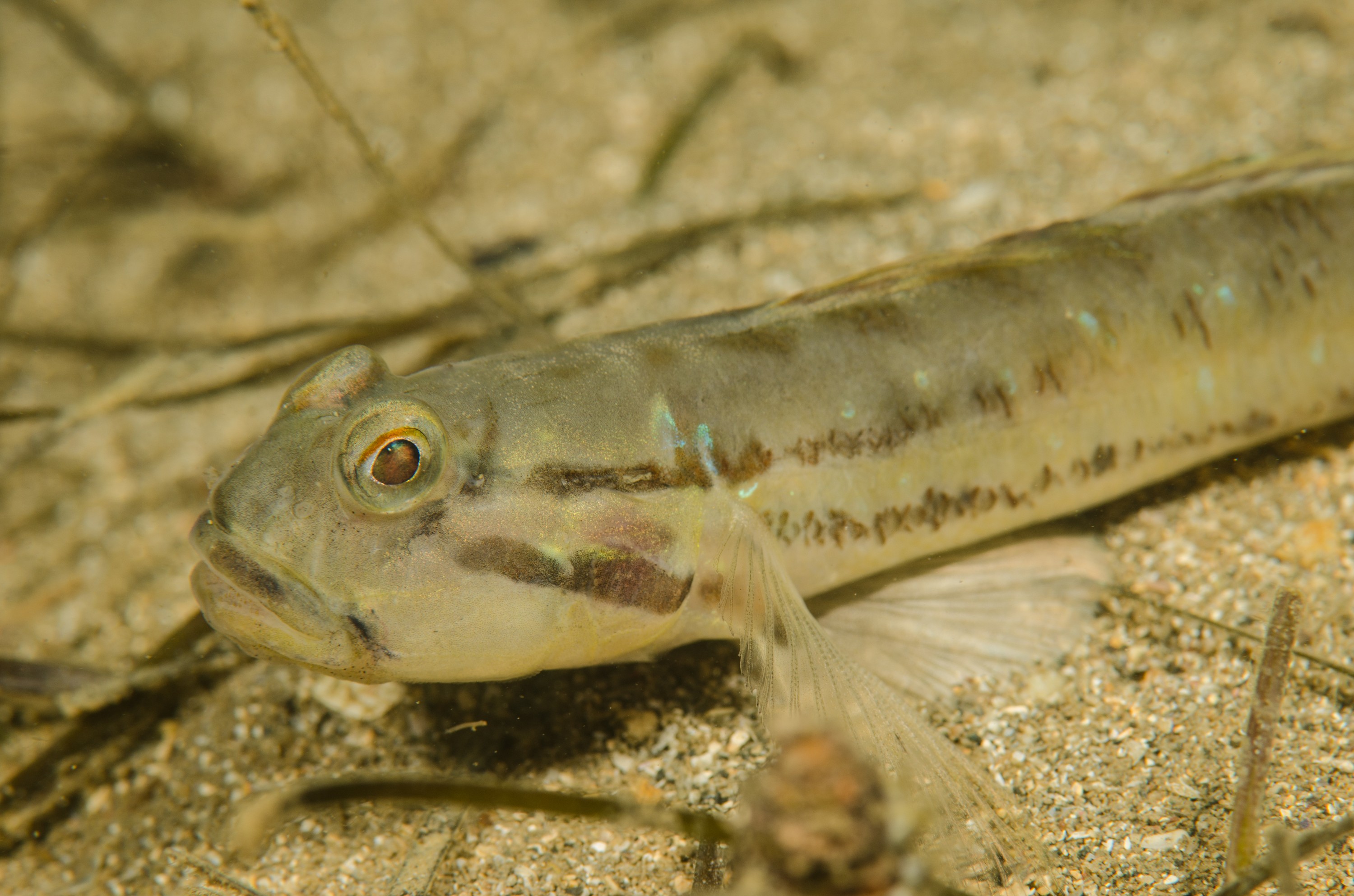 DSC_8441 – Arenigobius bifrenatus, Australian, bridled, crispin, estuary, goby, matapouri, new, nz, zealand, JAN17